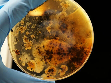 Die unsichtbaren Helden im Käse: Tauchen Sie ein in die Welt der Mikroorganismen